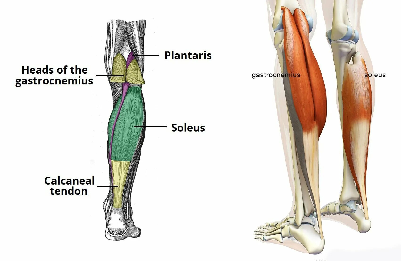 Камбаловидная мышца (m.Soleus). Икроножная мышца (musculus gastrocnemius). Икроножная мышца Soleus. Triceps surae мышца.