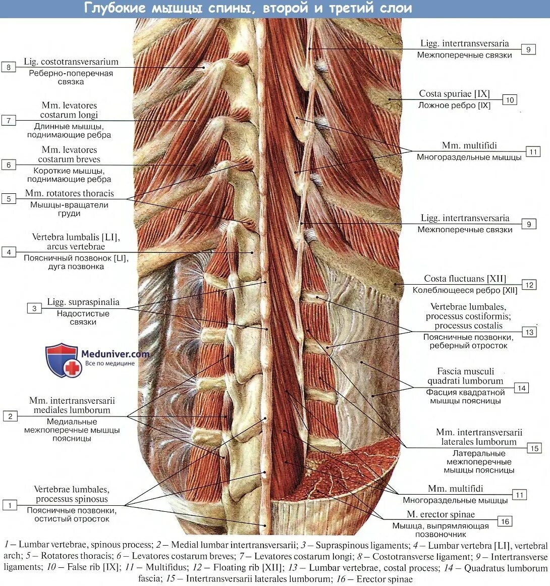 Глубокие спинные. Фасции мышцы спины человека анатомия. Мышцы позвоночного столба анатомия. Строение позвоночника человека с мышцами. Мышцы спины второй глубокий слой.