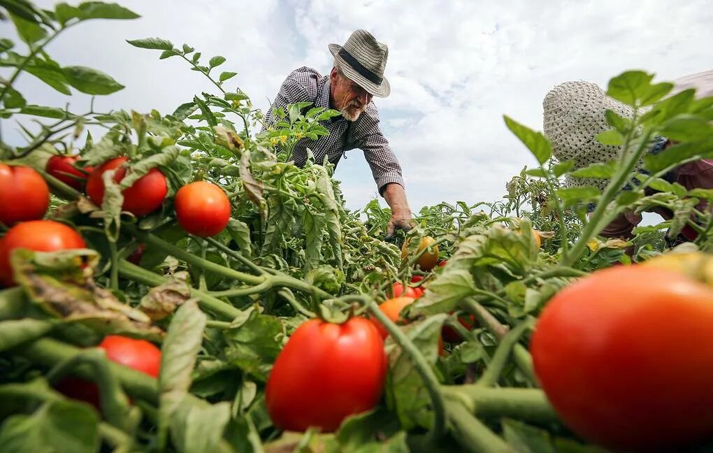 Повышение урожайности растений. Продукты сельского хозяйства. Сельское хозяйство овощи. Сельское хозяйство Чеченской Республики. Импортозамещение в сельском хозяйстве.