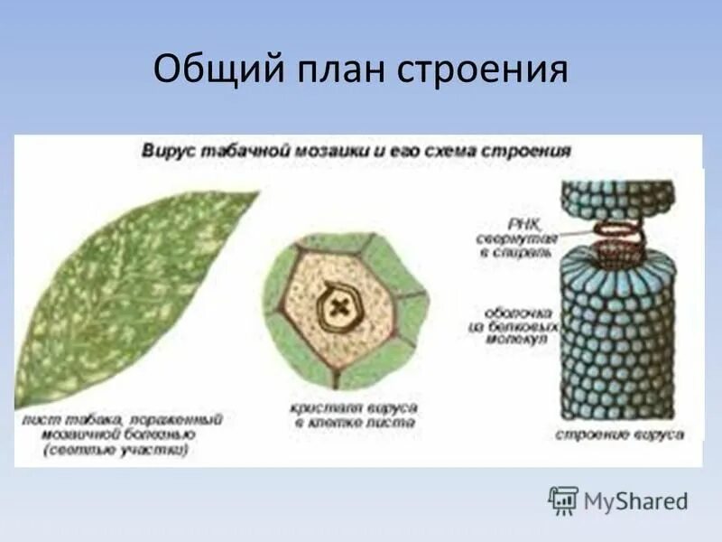 Строение вирусов растений. Вирус мозаичной болезни растений табака. Строение вируса мозаики табака. Мозаичная болезнь табака строение. Вирус мозаичной болезни табака Ивановский.