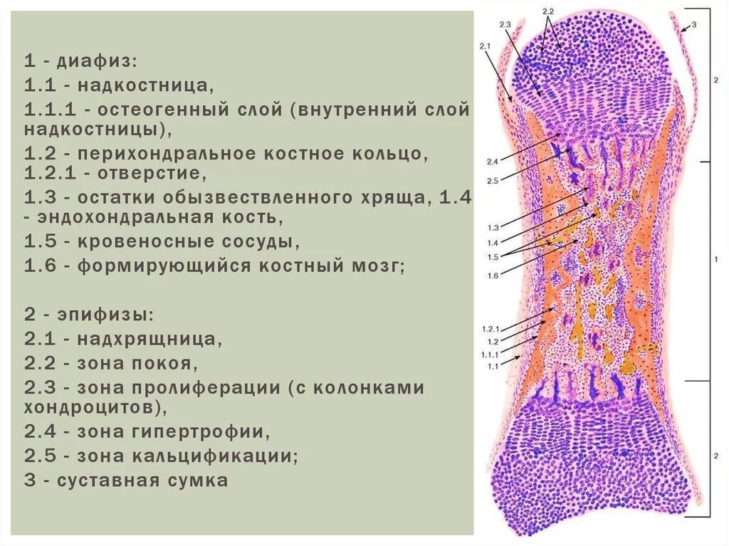 Развитие хряща гистология. Строение надкостницы гистология. развитие кости на месте хряща гистология препарат. надкостница гистология препарат. костная ткань надкостница.
