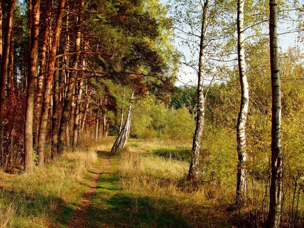 Национальный парк редвуд штат калифорния. Еловый лес биогеоценоз. Разные леса. Сосна высокая. Аменсализм конкуренция.