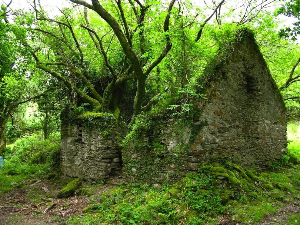 Загадочный район. Ирландия замшелый замок. Развалины храма плющ Эстетика. Развалины каменные в лесу Ирландии. Лесной парк «Толлимор», Северная Ирландия (Tollymore).