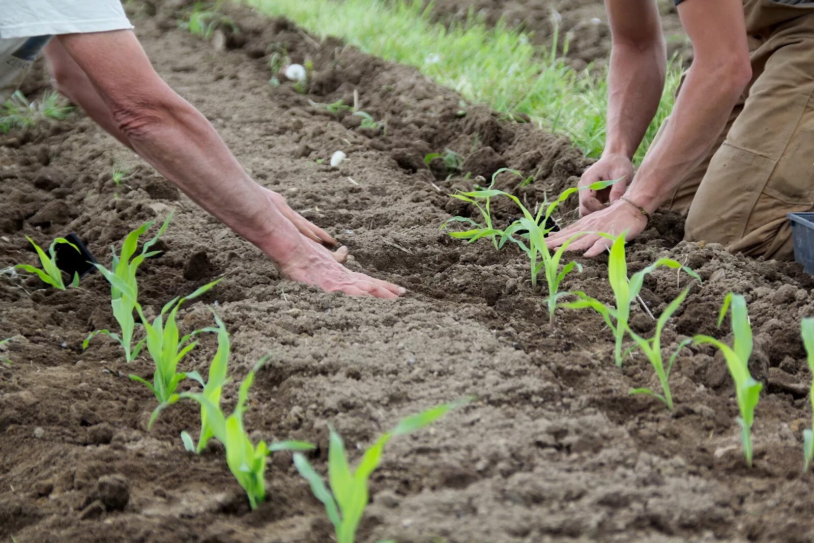 Как посеять кукурузу