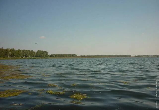 Озеро горькое курганская погода на 10. Озеро узково курганская область. озеро камышенское. озеро горькое новосибирская область.