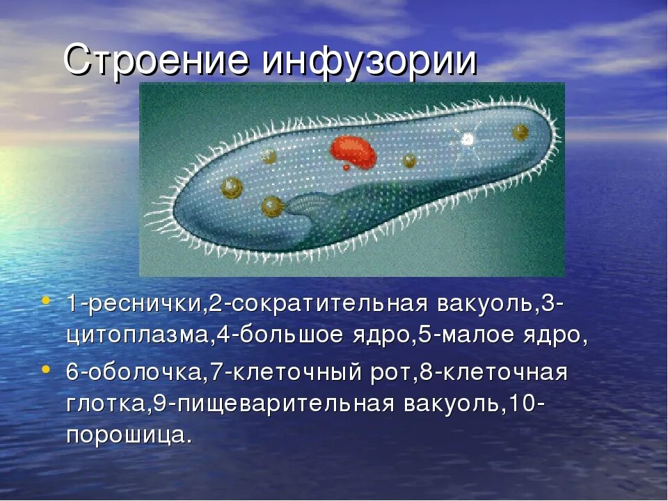 Какую функцию инфузории туфельки выполняет сократительная вакуоль. Пищеварительная вакуоль инфузории. Инфузория туфелька цитоплазма. Цитоплазма у инфузории туфельки. Реснички инфузории туфельки строение.