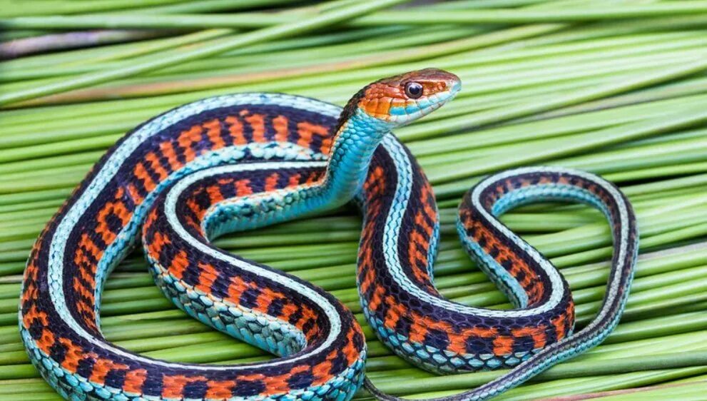 Калифорнийскаяподвязочная змеяъ. Thamnophis sirtalis. Подвязочная змея (Thamnophis sirtalis). Калифорнийская подвязочная.