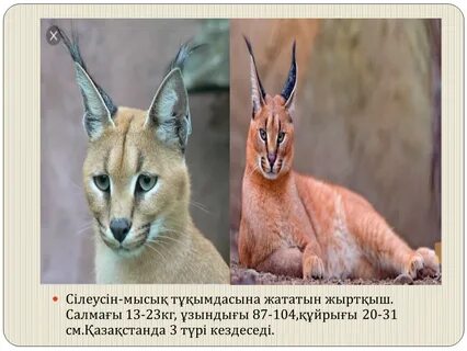 Жыныстық порно жезөкшелер