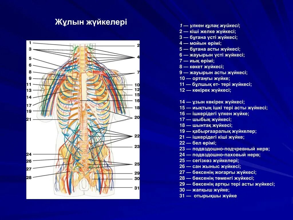 Нерв жүйесі. Ми мен жұлын. Жүйке жүйесі презентация. Жүйке жүйесі физиологиясы презентация.