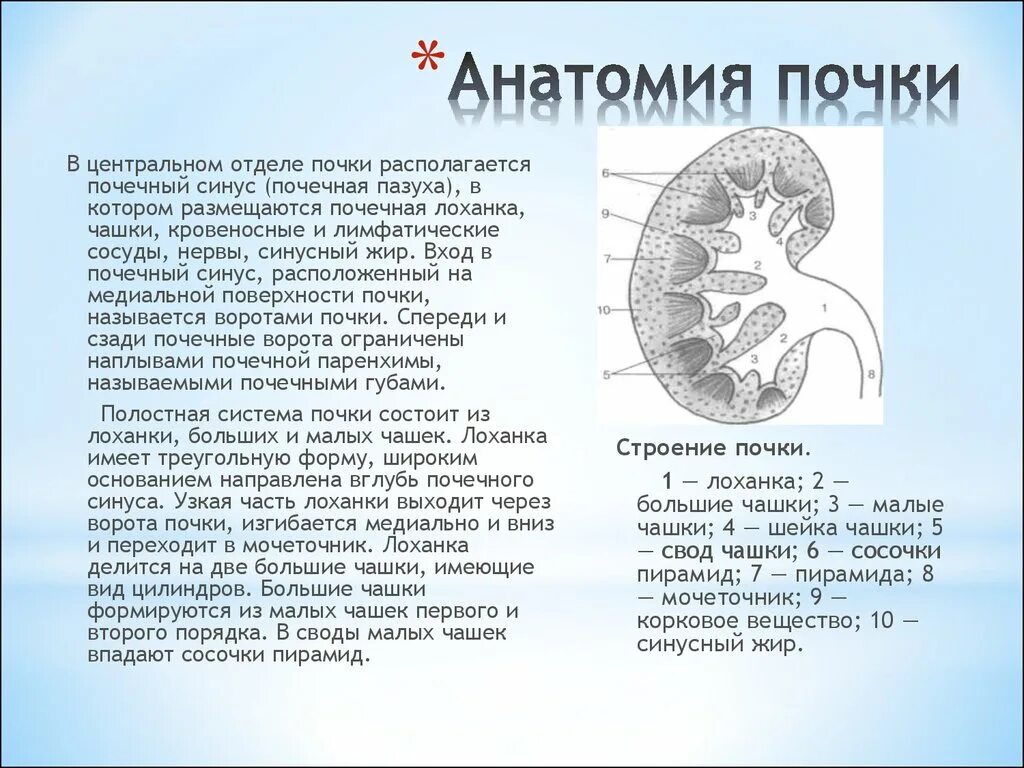 Полость лоханки. Строение почечного синуса. Строение почки синус. Строение почки почечный синус. Кисты синуса почки анатомия.