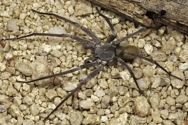Creepy Crawlies & Flying Wonders: Incredible Cave Creatures Spider, Creatures, C