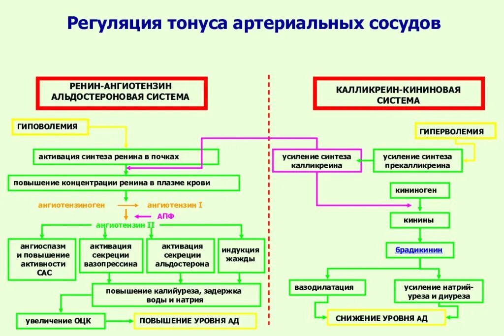 Изменение тонуса сосудов. Схема регуляции сосудистого тонуса. Механизмы регуляции тонуса сосудов схема. Система РААС при артериальной гипертензии. Препараты влияющие на тонус сосудов.