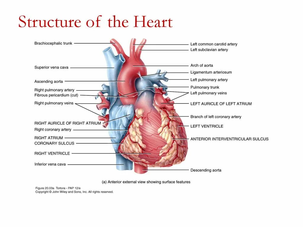 Learn the heart 0.3 8. Heart structure. external structure of heart. human heart structure.