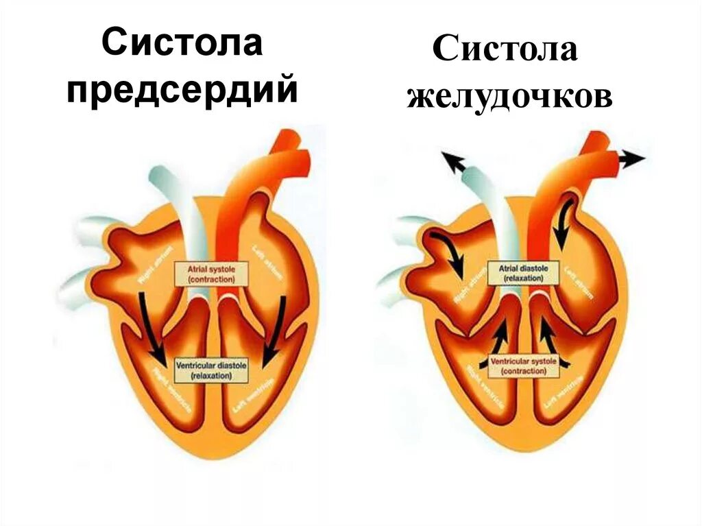 Систола желудочков (0,33 сек.). Систола сердца. Диастола желудочков сердца. Систола и диастола. Чем отличается предсердие от желудочка