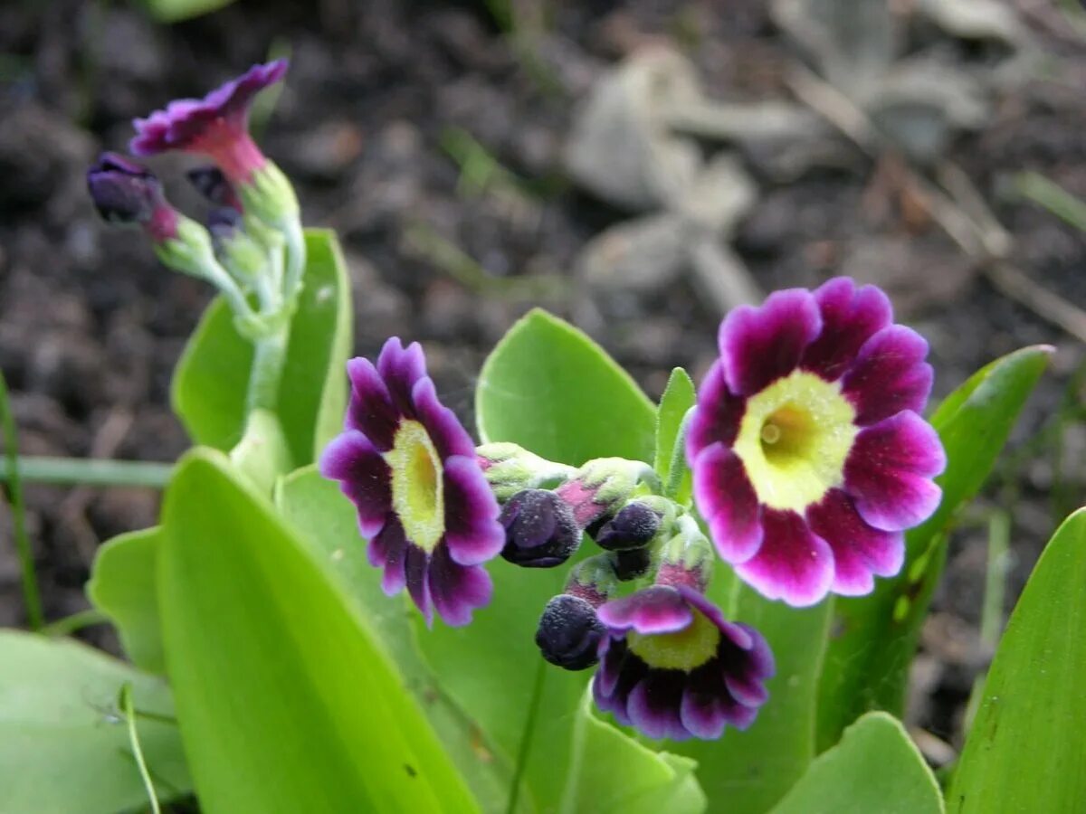 Примула аурикула. Примула ушковая. примула ушковая (primula auricula). примула королевская ушковая.