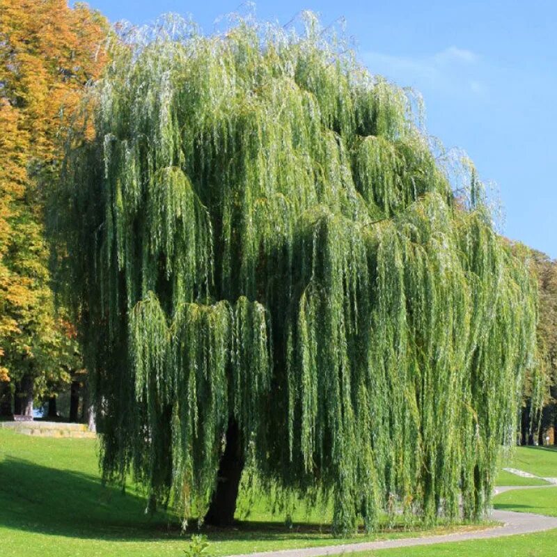 Ива белая плакучая. Ива белая (Salix Alba). Плакучая Ива дерево. Ива плакучая памяти Миндовского.