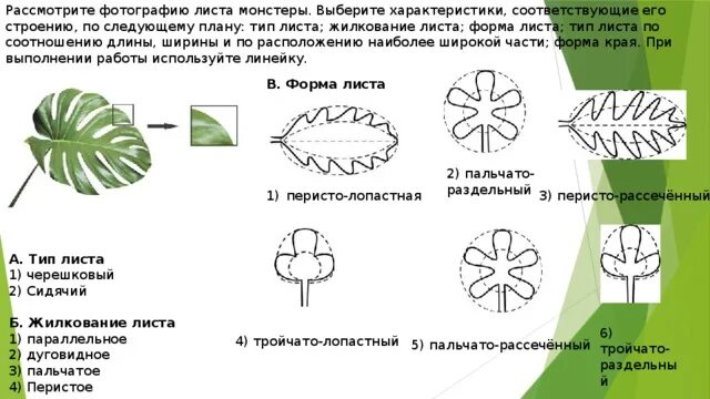 Монстера край листа. Монстера Тип жилкования листа. Строение листа монстеры. Лист монстеры Тип жилкование листьев. Форма края листа монстеры.