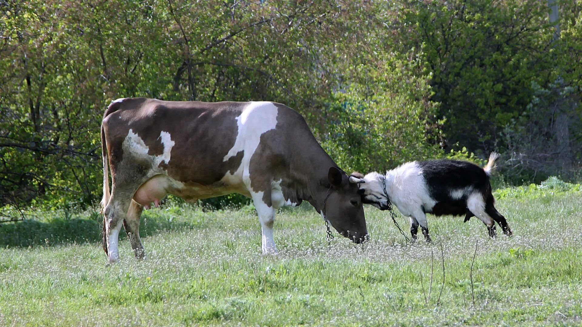Орловская область коровы. Корова бодается. Корова и коза. Корова бодается с коровой. Тёлки.