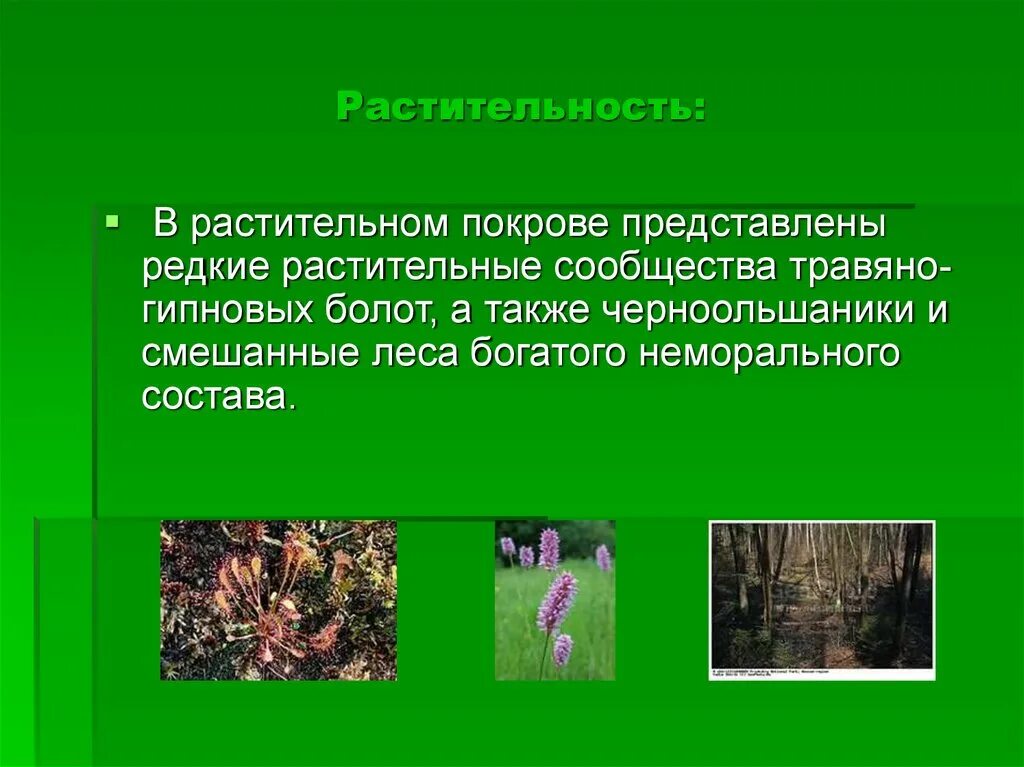 Растительный покров представлен. Растительный мир подзолистых почв. Подзолистые почвы растительность. Дерново-подзолистые почвы растительность. Растительный мир дерново подзолистых почв.