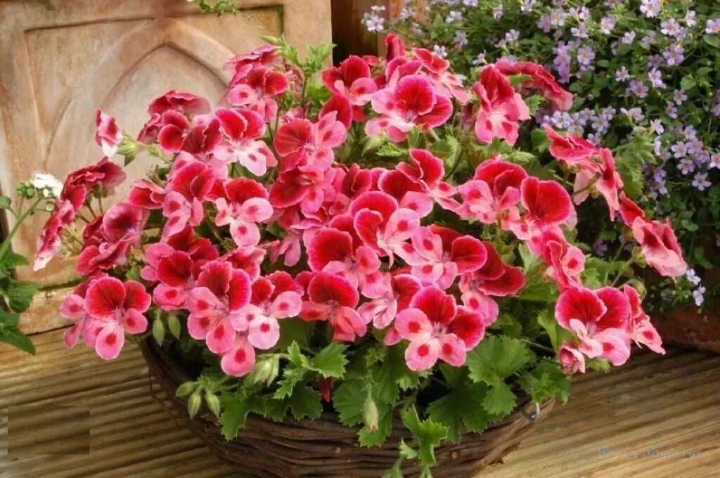 Пеларгония Королевская. Пеларгония Королевская Regal Pelargonium. Семена герани пеларгонии. Семена королевской пеларгонии посадка.