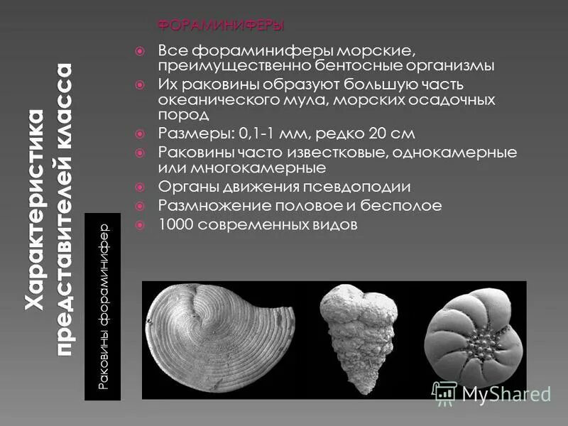раковины фораминифер систематика. фораминиферы тип питания. фораминиферы солнечники. морские корненожки фораминиферы. фораминифера к какой группе относится.