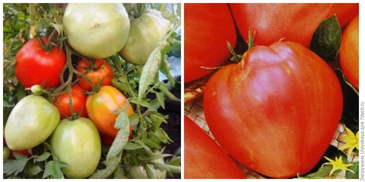 Сахарный гигант f1. Сорт томата сахарный гигант. Томат сахарный гигант русский огород. Томат безрассадный спринт-2. Томат сахарный гигант 20шт.