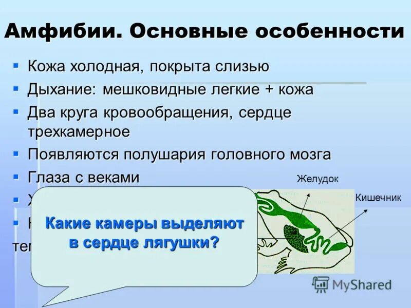 Тип хордовые ланцетник дыхание. Типы легких у хордовых. Дыхательная система хордовых эволюция 7 класс. Класса хордовых характерно наличие кожно-лёгочного дыхания. Класс хордовые наличие кожно легочного дыхания.