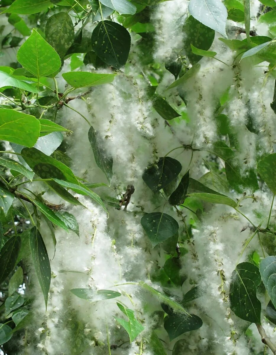 Тополиный пух дерево тополь. Какие деревья пух. Какие деревья пух. Тополь пушистоплодный. Деревья с пухом.