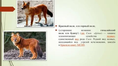 Занесен ли волк в красную книгу