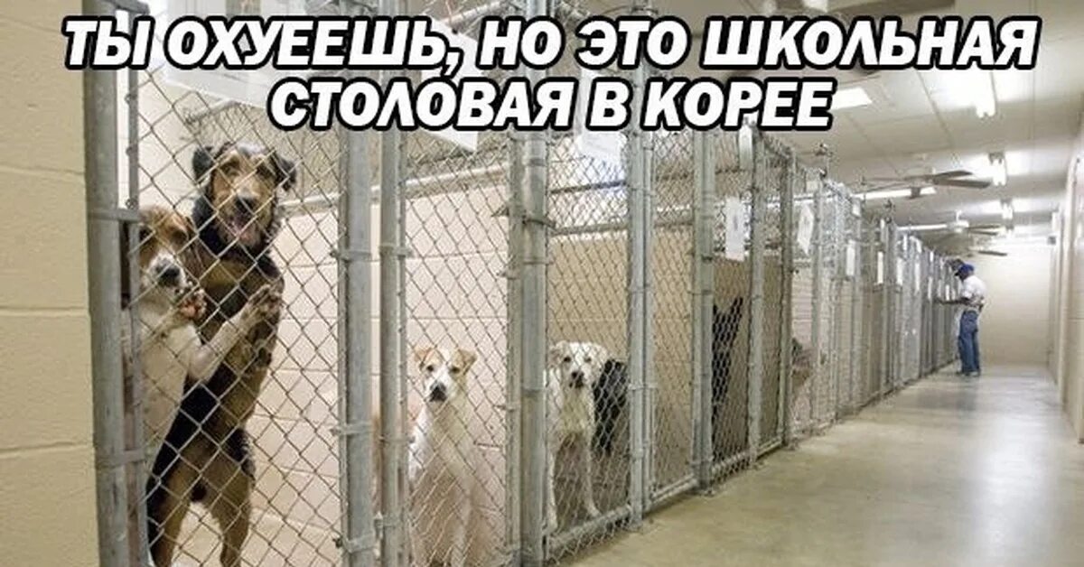 Одеяла для приюта для животных. Останкино собаки приют. приют для животных сша. приют для собак в помещении.