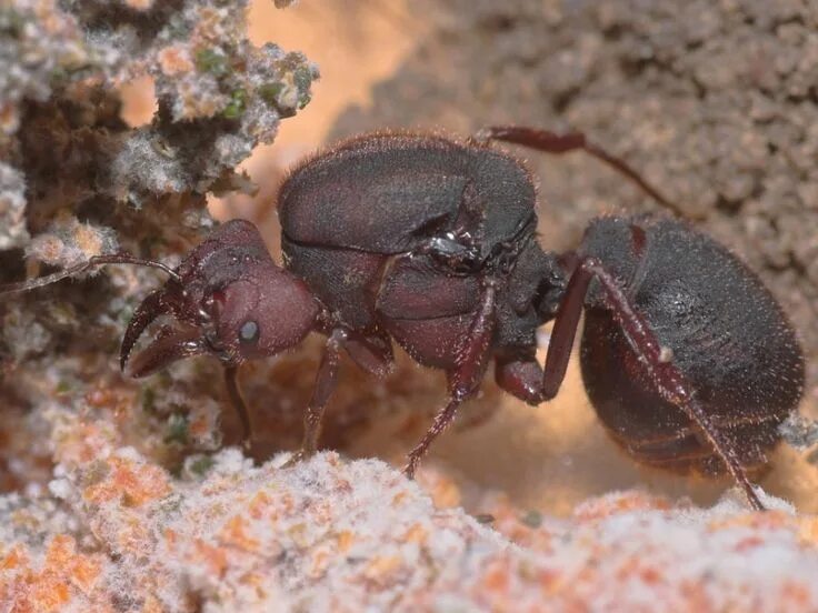Матка муравьев атта. Муравьи листорезы atta cephalotes. Муравьи атта телепортация объяснение. Матка муравья атта. Матка муравья атта телепортация.