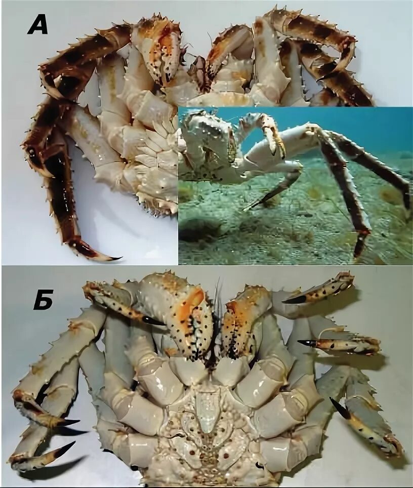 Пол краба. Самка краба. Королевский краб камчатский краб. Краб самец. Пол краба.