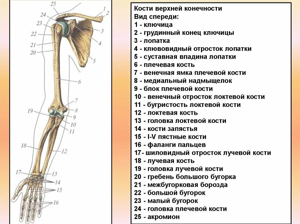 Кости верхней конечности правой вид спереди. Строение костей верхней конечности. Строение верхней конечности анатомия.