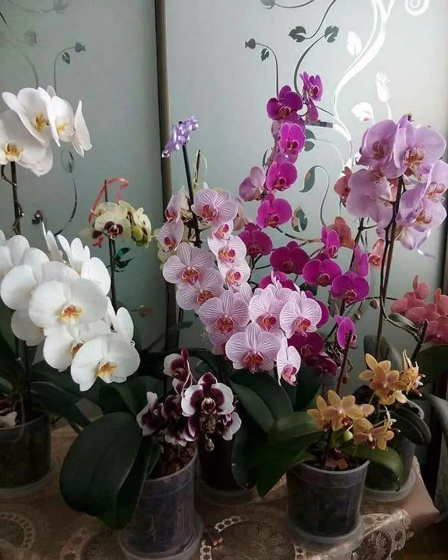 Купить орхидею в сочи. Фаленопсис Розетта. Фаленопсис компилатион. Фаленопсис обильноцветущий. Фаленопсис Warsaw.