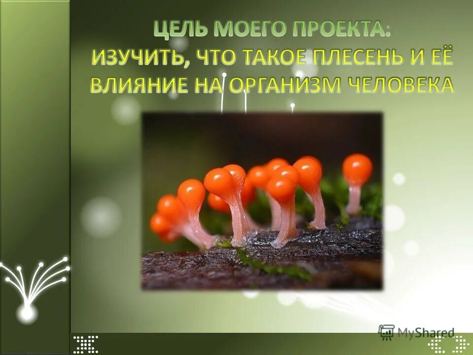 Презентация плесневые грибы 7 класс биология. Презентация на тему плесень. Проект плесень. Презентация на тему плесневые грибы. Проект по плесени.