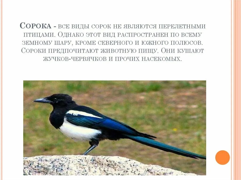 Ему на вид было сорок. Ему на вид было сорок