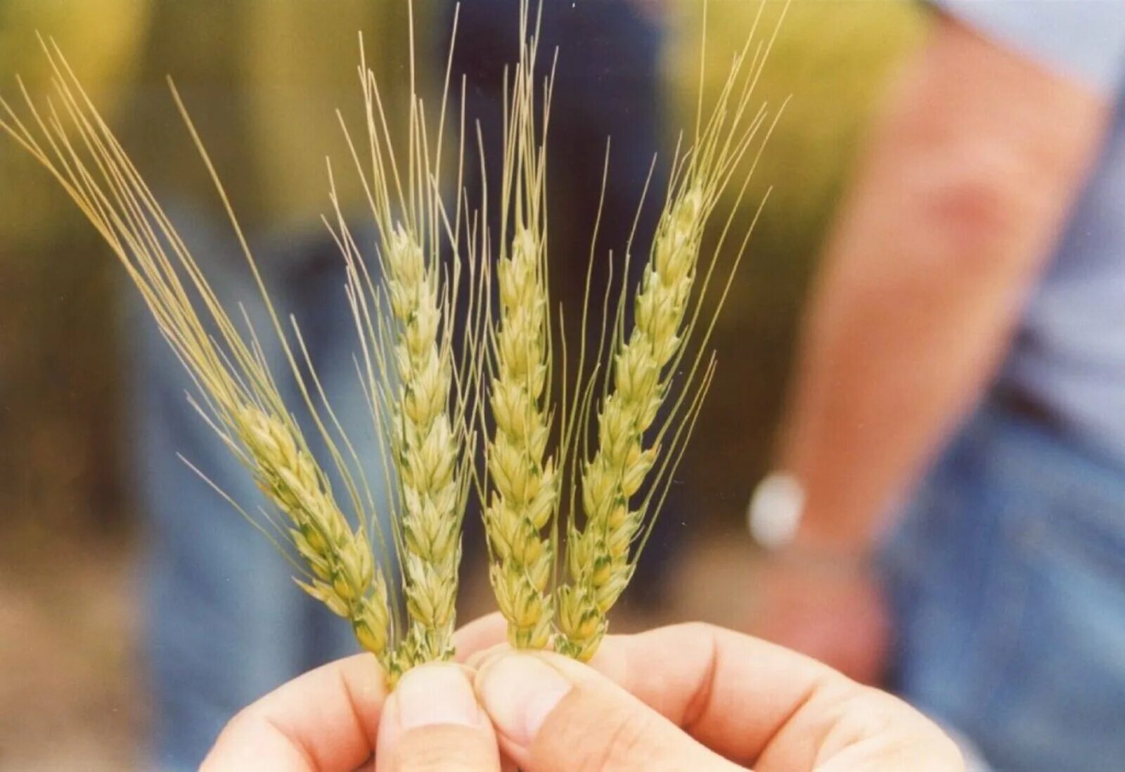 Сельское хозяйство чувашской республики. Маленькое фермерское хозяйство. Поддержка сельскохозяйственной кооперации. Сельскохозяйственная кооперация. Сельскохозяйственный кооператив.