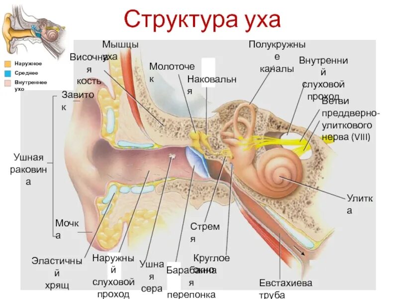 Тест орган слуха слуховой анализатор. Слуховой анализатор наружное среднее внутреннее ухо. Строение слухового анализатора человека 8 класс. Структура слухового анализатора анатомия. Строение слухового анализатора наружное.