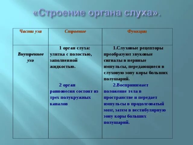 Заполните таблицу строение и функции уха. Функции внутреннего уха 8 класс. улитка функции орган слуха. строение и функции внутреннего уха таблица. внутреннее ухо функции.