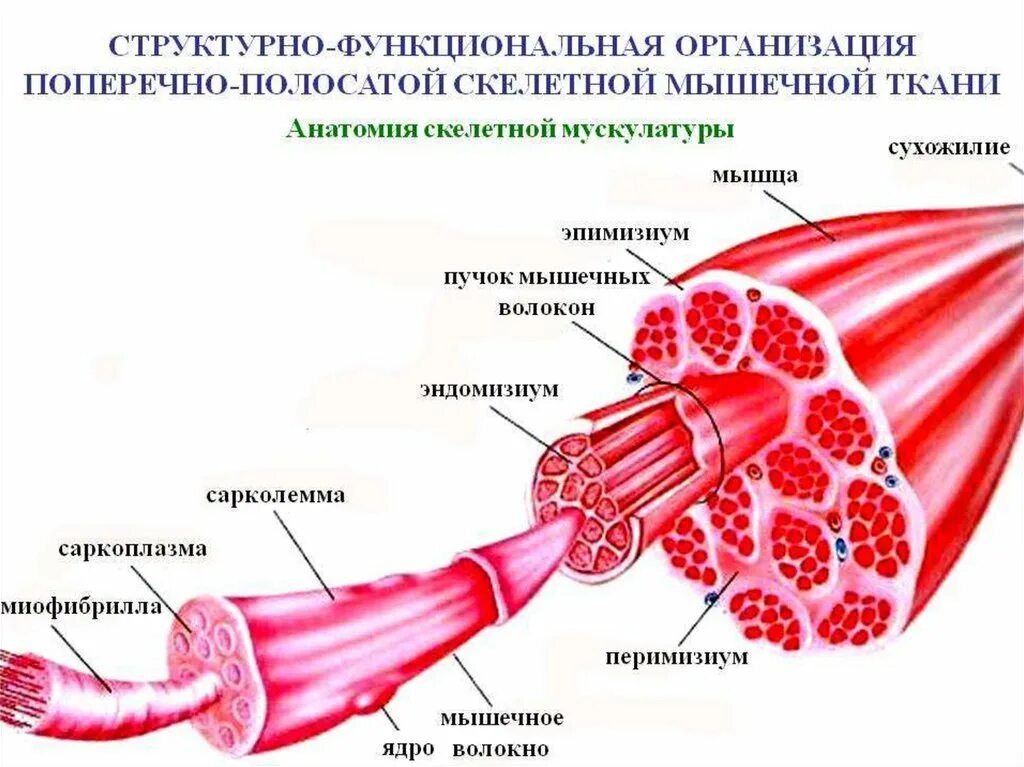 Строение поперечно полосатого мышечного волокна. Строение полосатой поперечной скелетной мышцы. Строение мышечного волокна скелетной мышечной ткани. Строение мышечной клетки физиология. Поперечнополосатая скелетная мышечная ткань функция