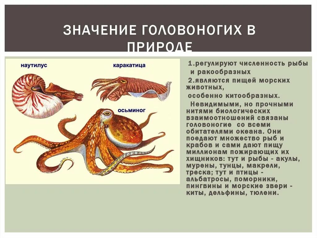 Способ передвижения головоногих моллюсков. Способ передвижения головоногих моллюсков