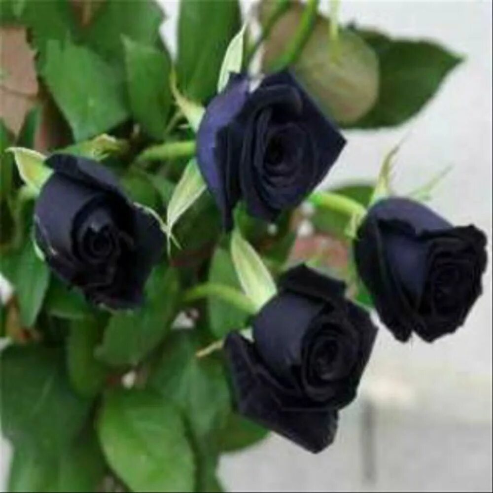Черные кустовые розы. Черные розы букет.