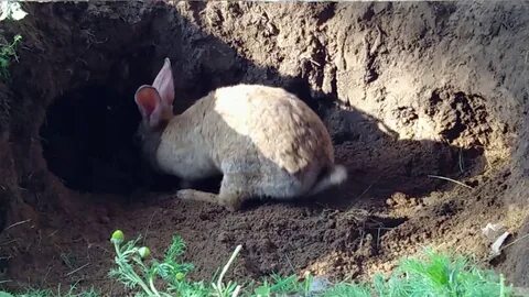 Крольчиха сделала гнездо