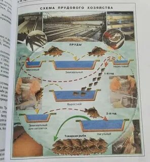Используя информацию параграфа