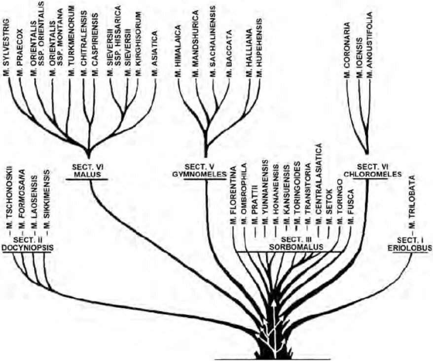 Филогенетическое дерево эволюции. Филогенетическое дерево бактерий. Филогенетическое дерево ДНК растений. Филогенетическое дерево водорослей.
