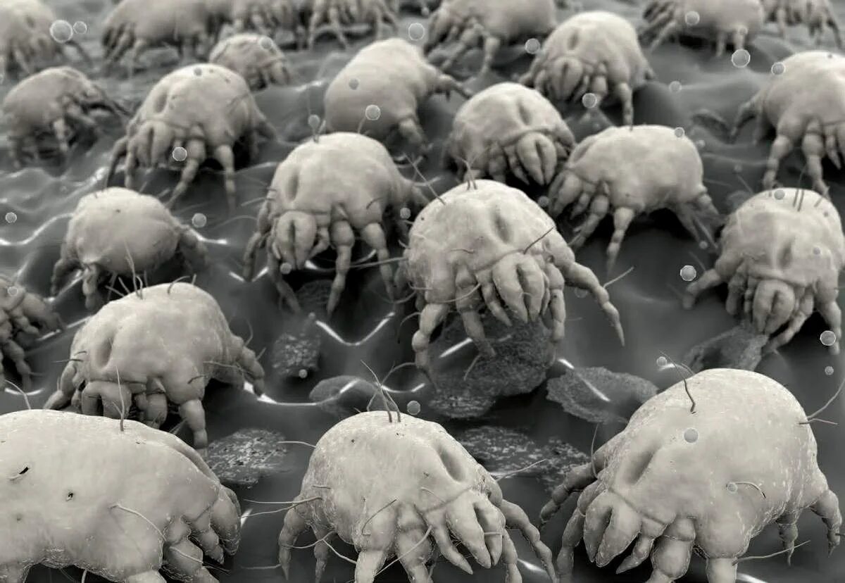 Бактерии клещей. Сапрофиты пылевые клещи. Клещ Dermatophagoides pteronyssinus. Пылевой клещ под микроскопом. Клещ сапрофит.