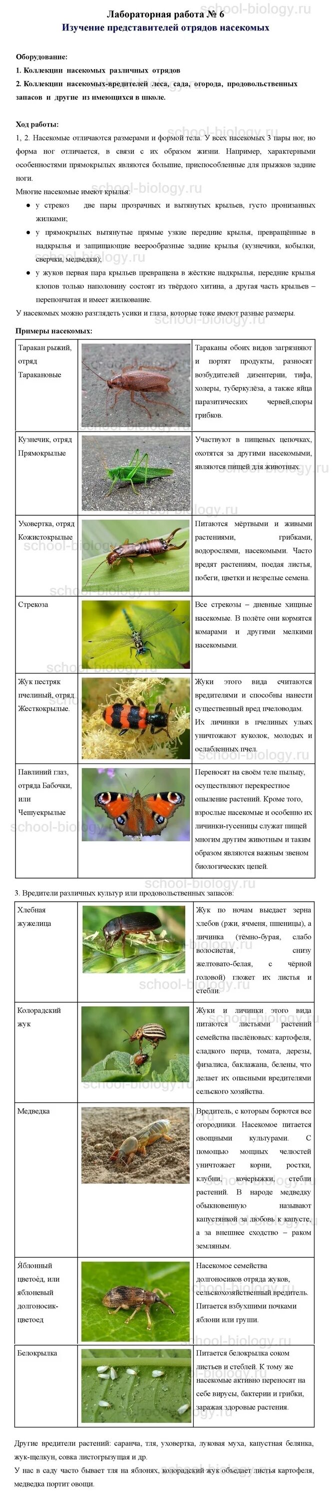 Тесты по биологии по насекомым. Лабораторная изучение представителей отрядов насекомых. Лабораторная работа по насекомым. Лаб раб по биологии насекомые.