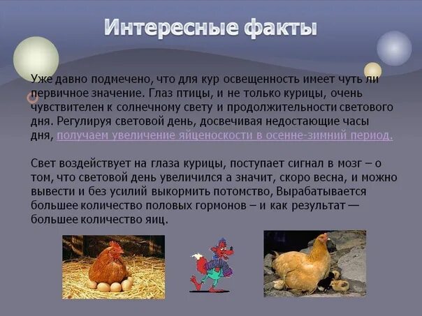 Интересные факты о курицах. Интересные факты о домашних птицах. Интересные факты про кур. Интересные факты о курицах и петухах.