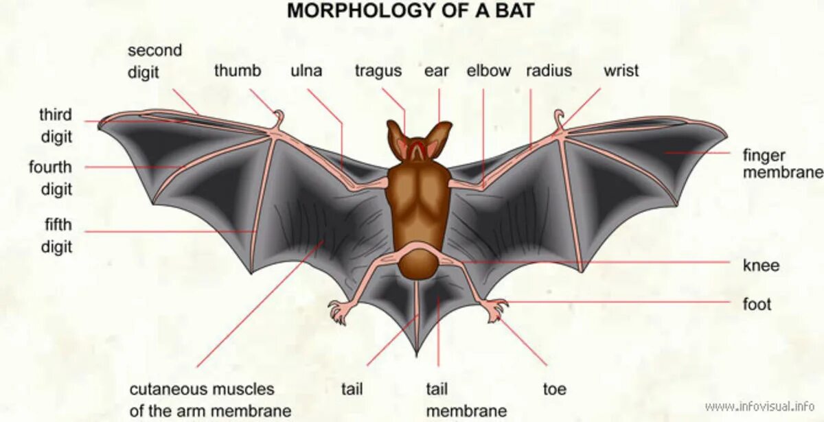 Bat перевод на русский