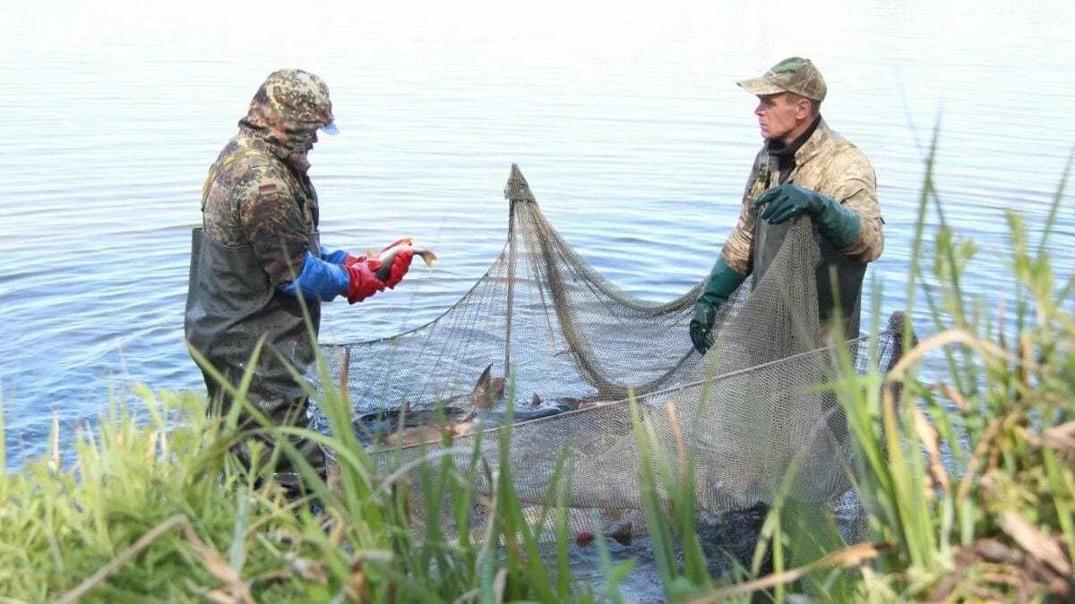 Ловить рыбу сетью